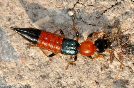 Paederus-littoralis-05-fws
