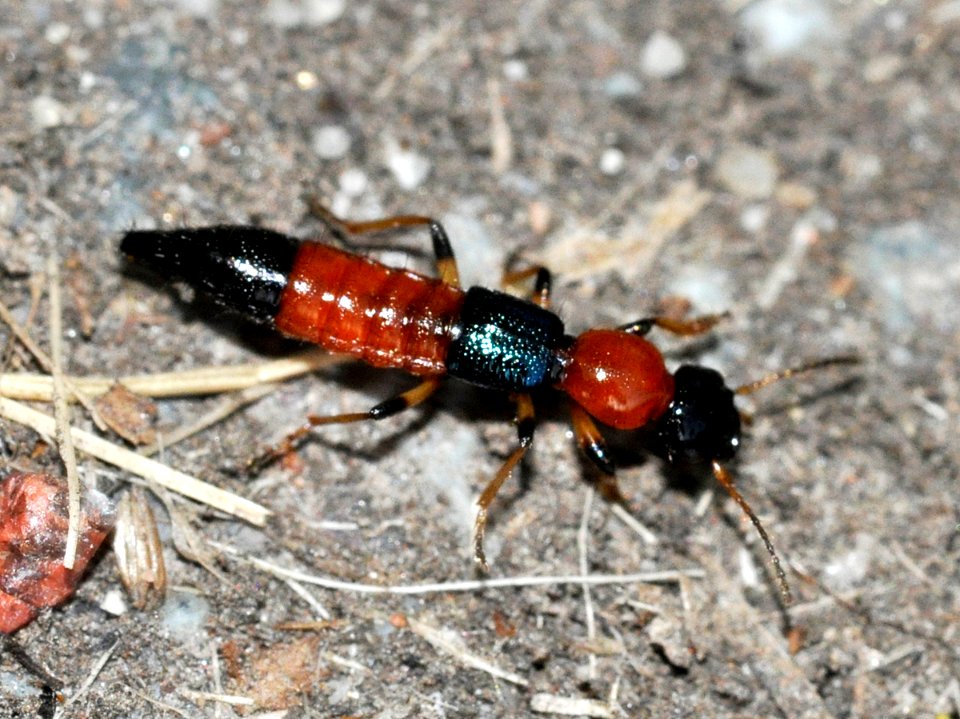 Paederus-littoralis-02-fws