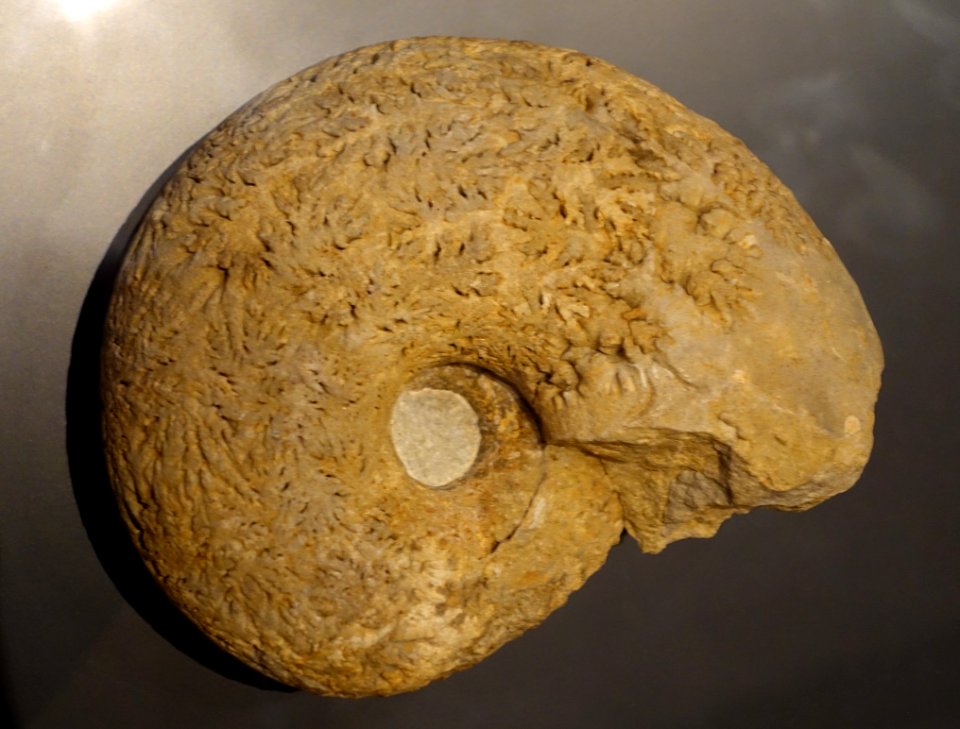 Pachydiscus duelmensis, Dulmen, Germany - Museum fur Naturkunde, Berlin - DSC00084