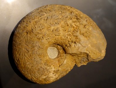 Pachydiscus duelmensis, Dulmen, Germany - Museum fur Naturkunde, Berlin - DSC00084