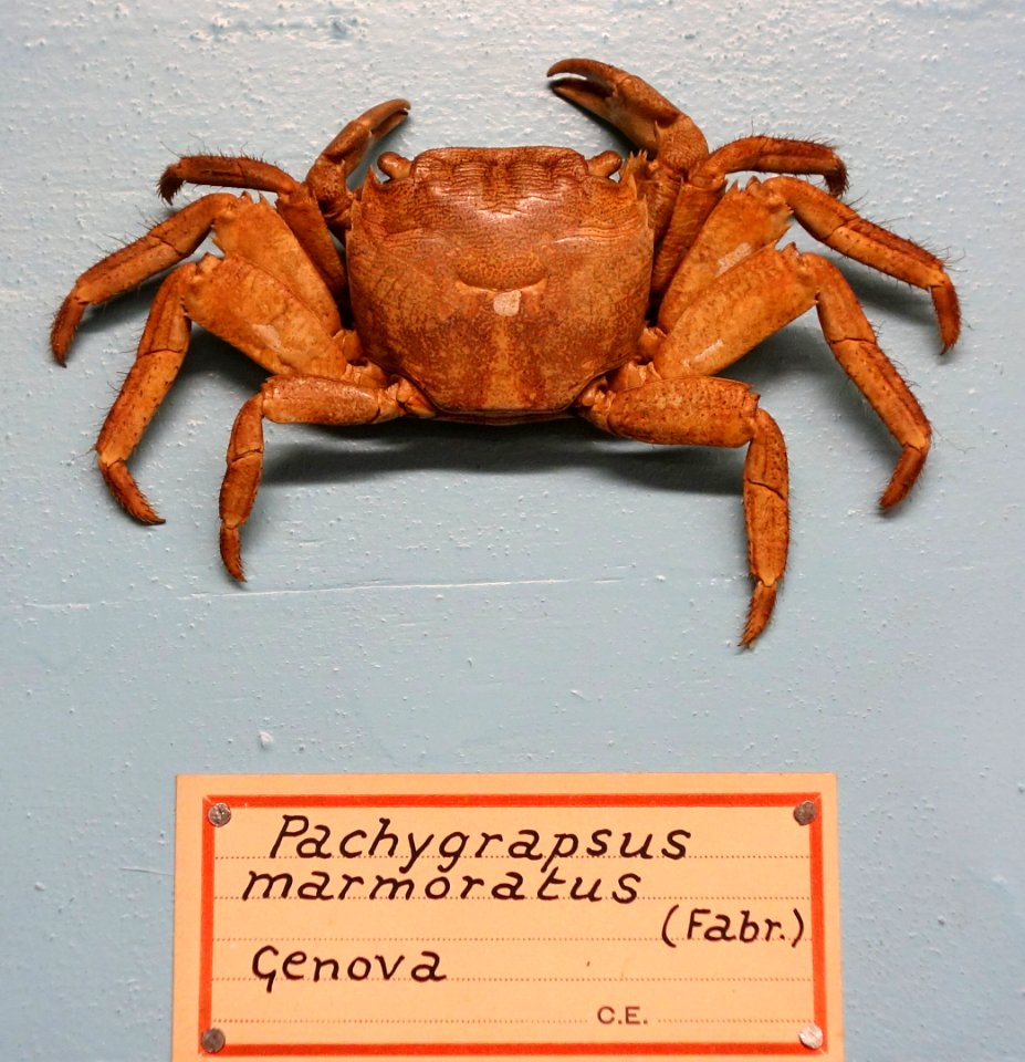 Pachygrapsus marmoratus - Museo Civico di Storia Naturale Giacomo Doria - Genoa, Italy - DSC03225