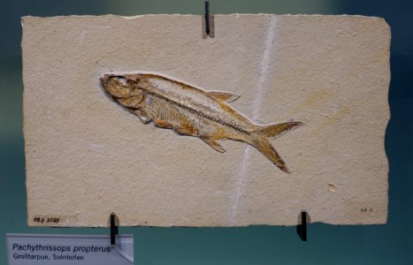 Pachythrissops propterus - Museum fur Naturkunde, Berlin - DSC09982
