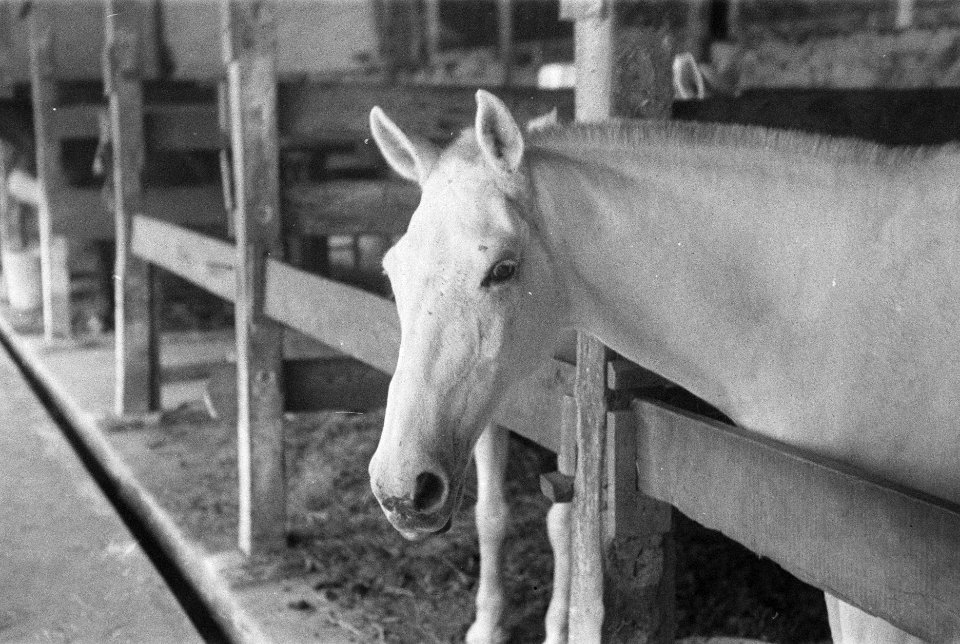 Paarden in de stallen, Bestanddeelnr 3-4-3