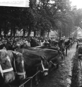 Paardemarkt in Zuidlaren, Bestanddeelnr 913-0600