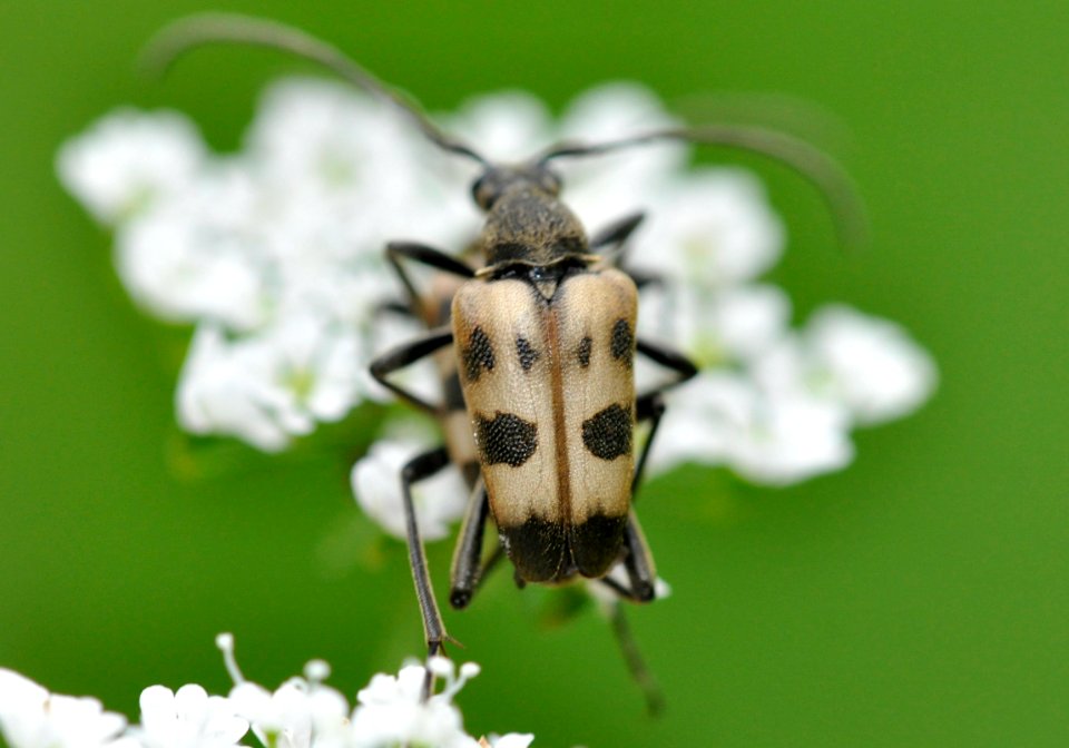 Pachytodes-cerambyciformis-01-fws