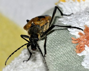 Pachyta-quadrimaculata-07-fws