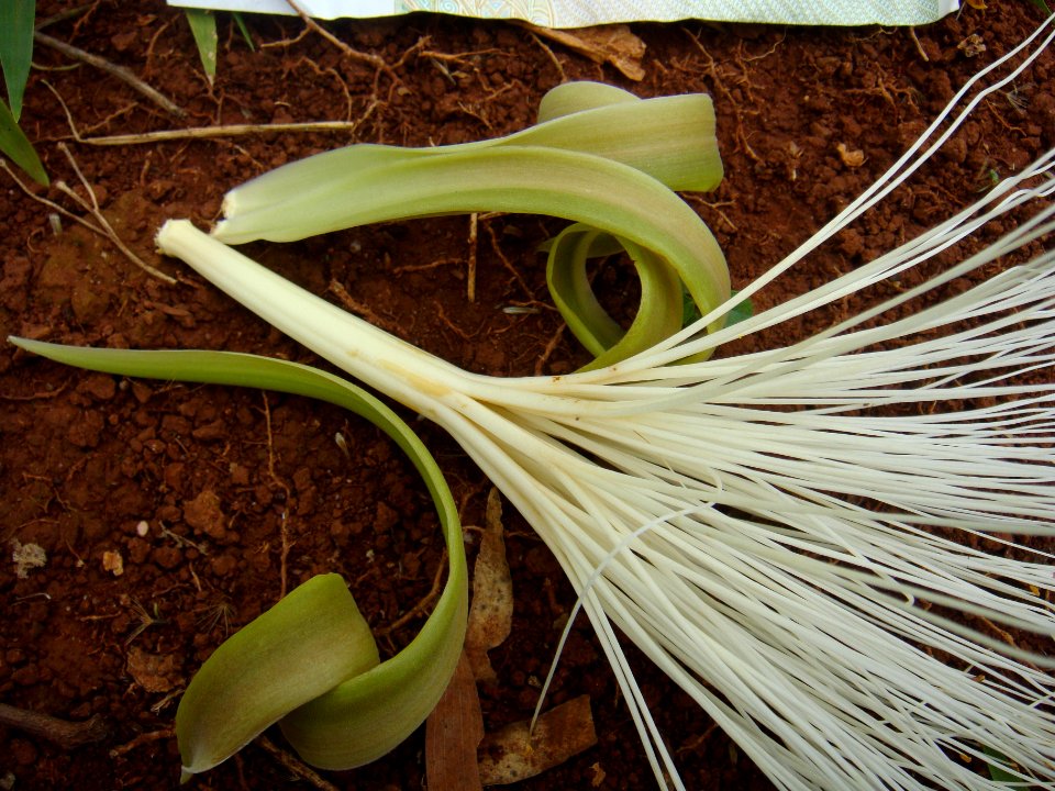 Pachira aquatica in Hainan - 02