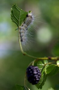Millipede duda fruit