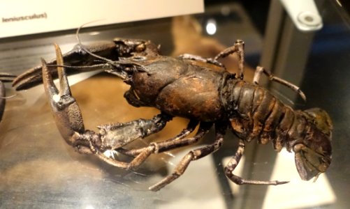 Pacifastacus leniusculus - Swedish Museum of Natural History - Stockholm, Sweden - DSC00709