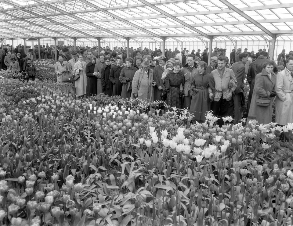 Paasdrukte in de bollenstreek, Bestanddeelnr 906-4055