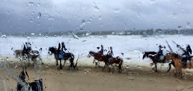 Paarden op strand photo