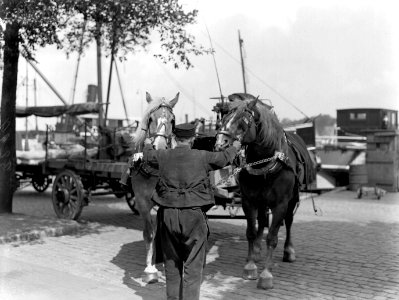 Paarden van de Heineken Brouwerij in Amsterdam, Bestanddeelnr 189-0521
