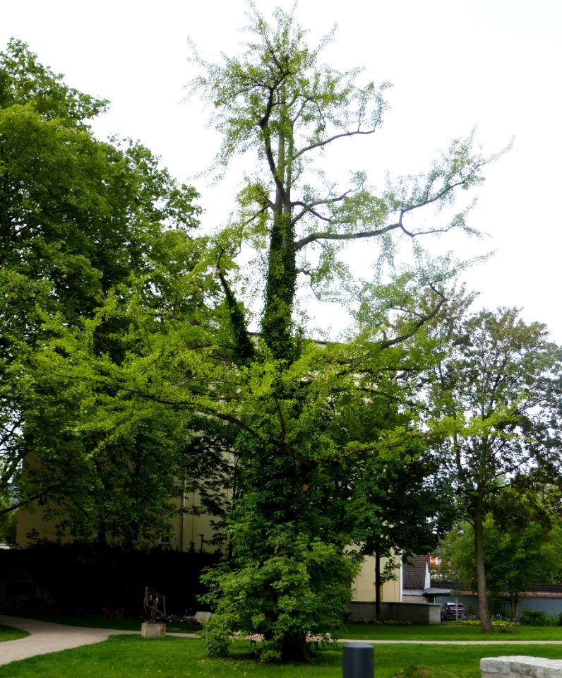 Paderborn - Ginkgo am Haxthausenhof