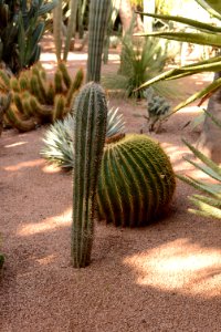 Pachycereus pringlei - Echinocactus grusonii (Jardin Majorelle)
