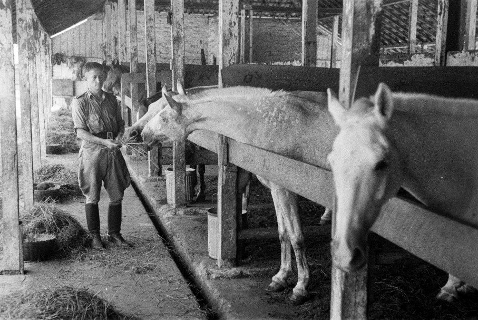 Paarden in de stallen, Bestanddeelnr 3-3-2