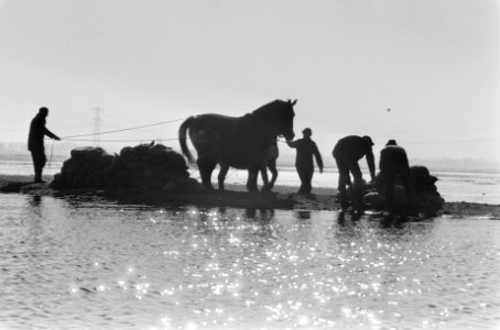 Paarden worden ingeschakeld bij de dijkverzwaringen, Bestanddeelnr 930-1532