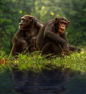 Chimpanzee pair animals photo