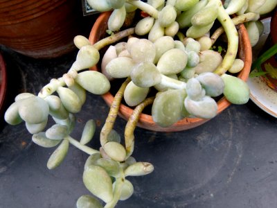 Pachyphytum oviferum Parc floral