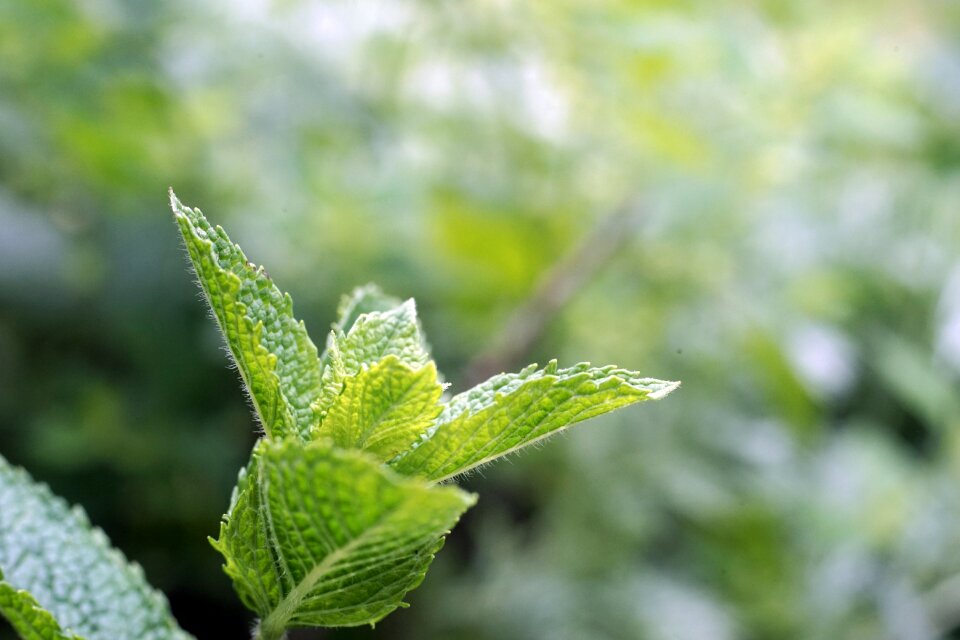 Leaves herbal plant medicinal herbs