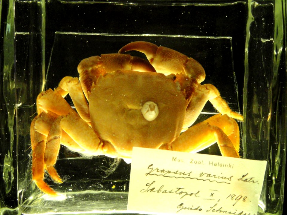 Pachygrapsus marmoratus (Grapsus varius) - Finnish Museum of Natural History - DSC04682