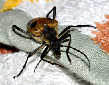 Pachyta-quadrimaculata-03-fws