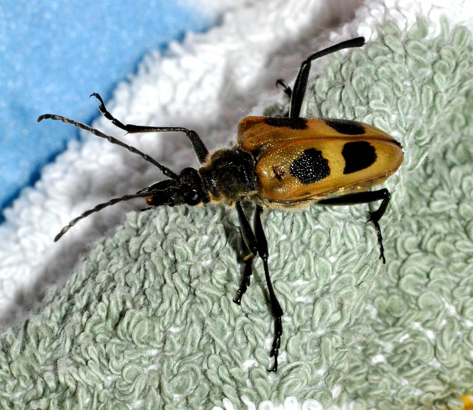 Pachyta-quadrimaculata-02-fws