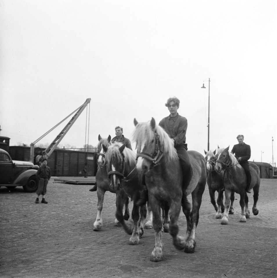 Paarden komen terug uit Duitsland, Bestanddeelnr 901-6904