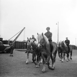 Paarden komen terug uit Duitsland, Bestanddeelnr 901-6904