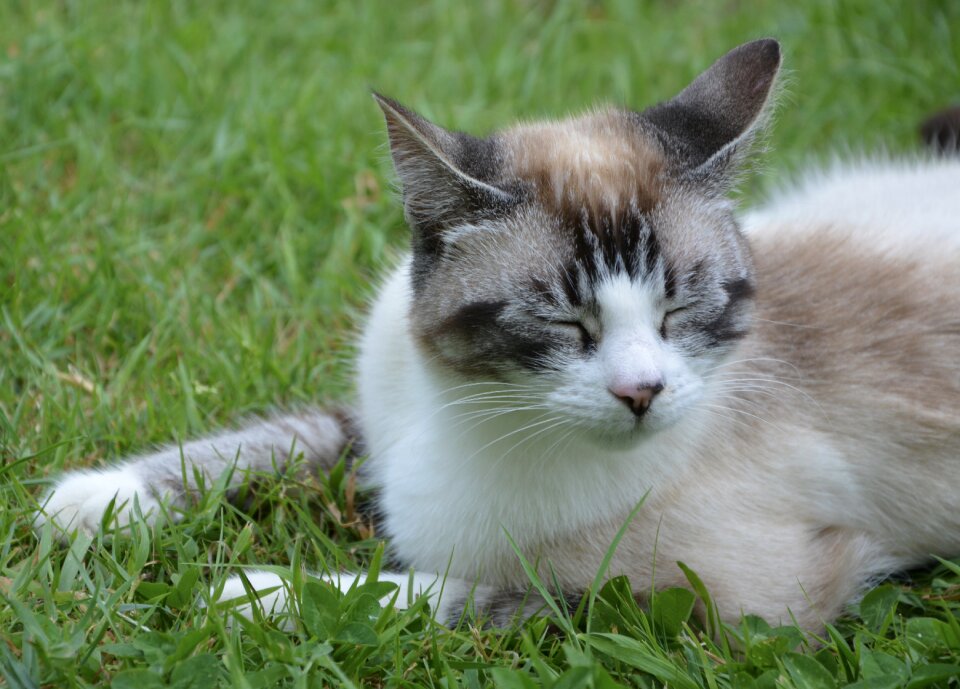 Cat sleeps good looking nice cat