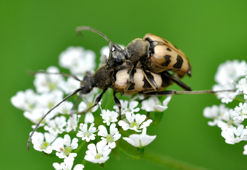 Pachytodes-cerambyciformis-04-fws