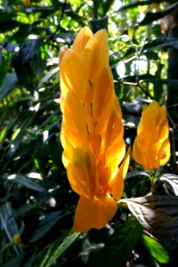 Pachystachys lutea - Bloedel Floral Conservatory, Queen Elizabeth Park - Vancouver, Canada - DSC07508