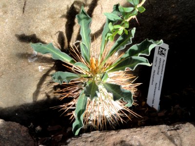 Pachypodium namaquanum - Lyman Plant House, Smith College - DSC04300 photo
