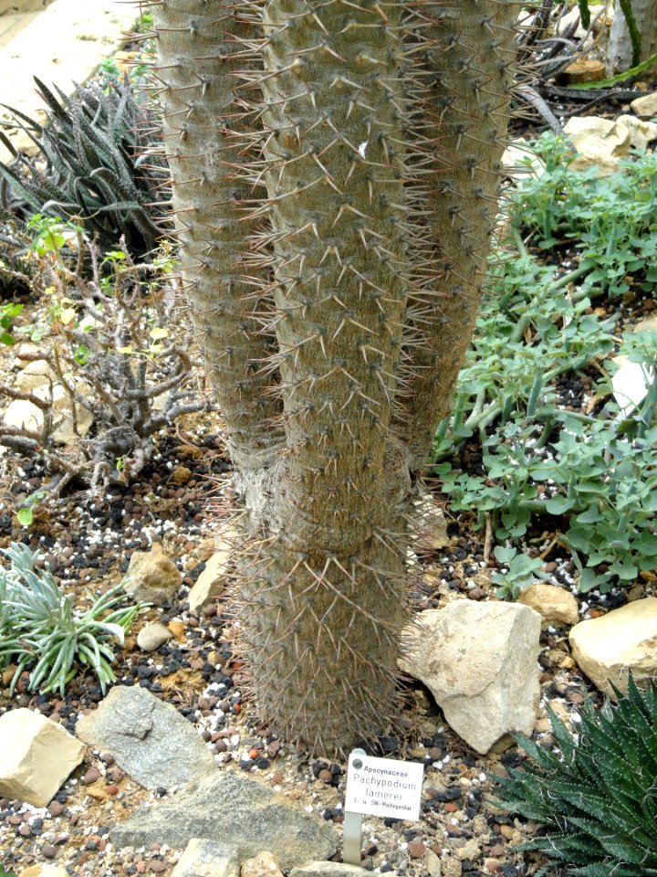 Pachypodium lamerei - Botanischer Garten Freiburg - DSC06341