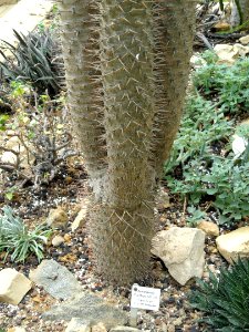 Pachypodium lamerei - Botanischer Garten Freiburg - DSC06341