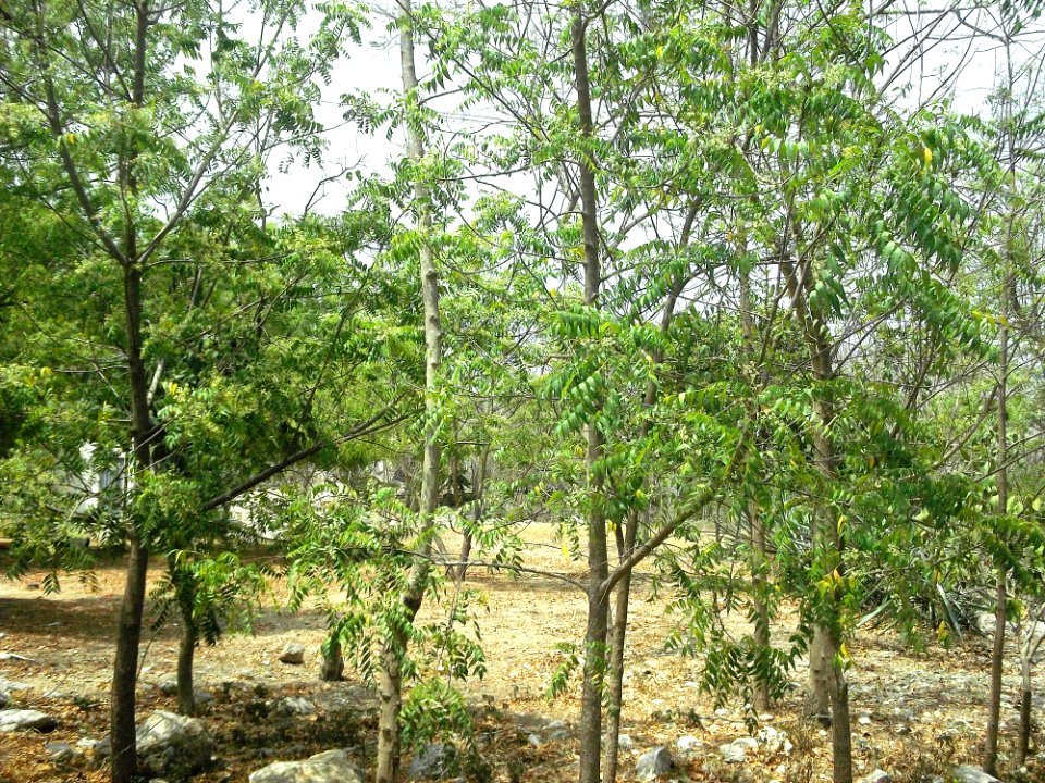 Pacabtún, Yucatán (08)