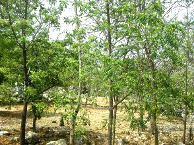 Pacabtún, Yucatán (08)
