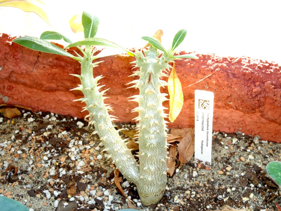 Pachypodium horombense - Lyman Plant House, Smith College - DSC04304