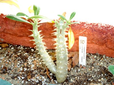 Pachypodium horombense - Lyman Plant House, Smith College - DSC04304