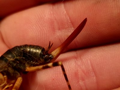 Pachyrhamma edwardsii 43381497