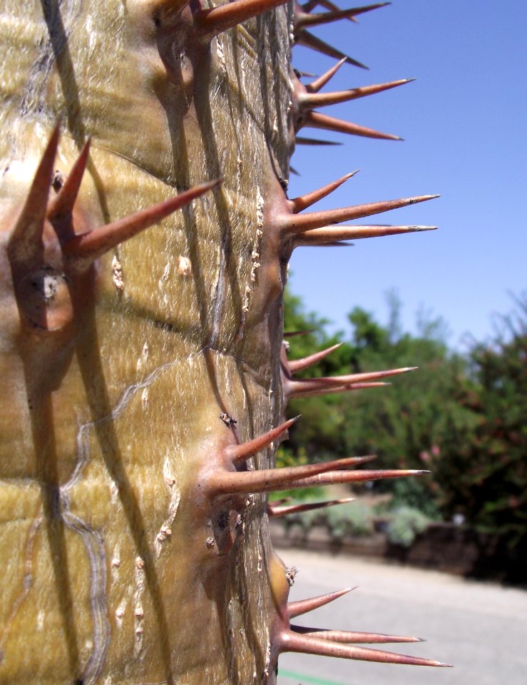 Pachypodium lamerei 1