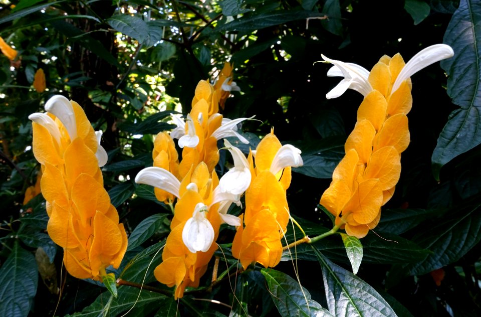 Pachystachys lutea - Bloedel Floral Conservatory, Queen Elizabeth Park - Vancouver, Canada - DSC07533
