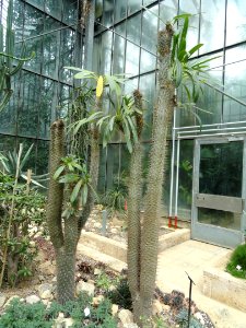 Pachypodium lamerei - Botanischer Garten Freiburg - DSC06342 photo
