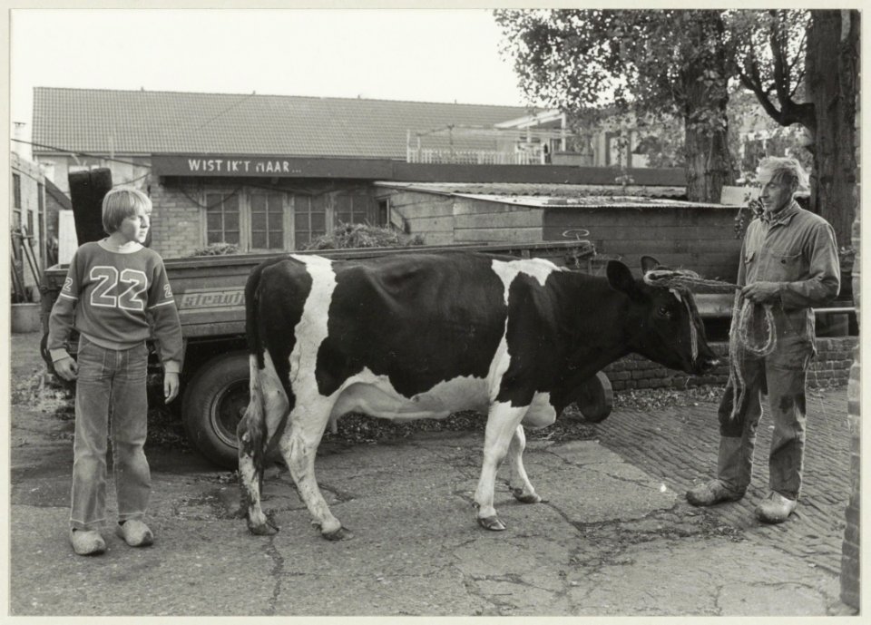 P.J. van der Zwet is de laatste veehouder in Haarlem die zijn bedrijf nog binnen de singels uitoefende. NL-HlmNHA 54011511