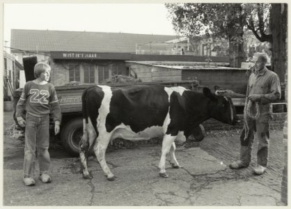 P.J. van der Zwet is de laatste veehouder in Haarlem die zijn bedrijf nog binnen de singels uitoefende. NL-HlmNHA 54011511