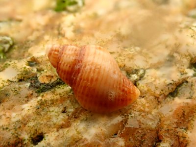 Paciocinebrina lurida
