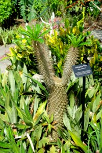 Pachypodium lamerei - Mounts Botanical Garden - Palm Beach County, Florida - DSC03628