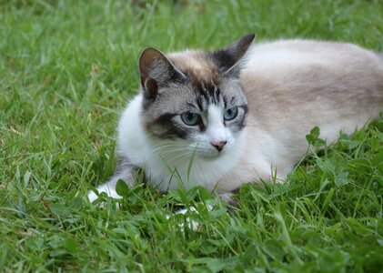 Nature cat eyes eyes