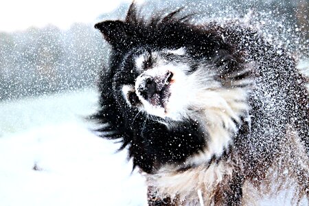 Snowflakes winter dog in the snow