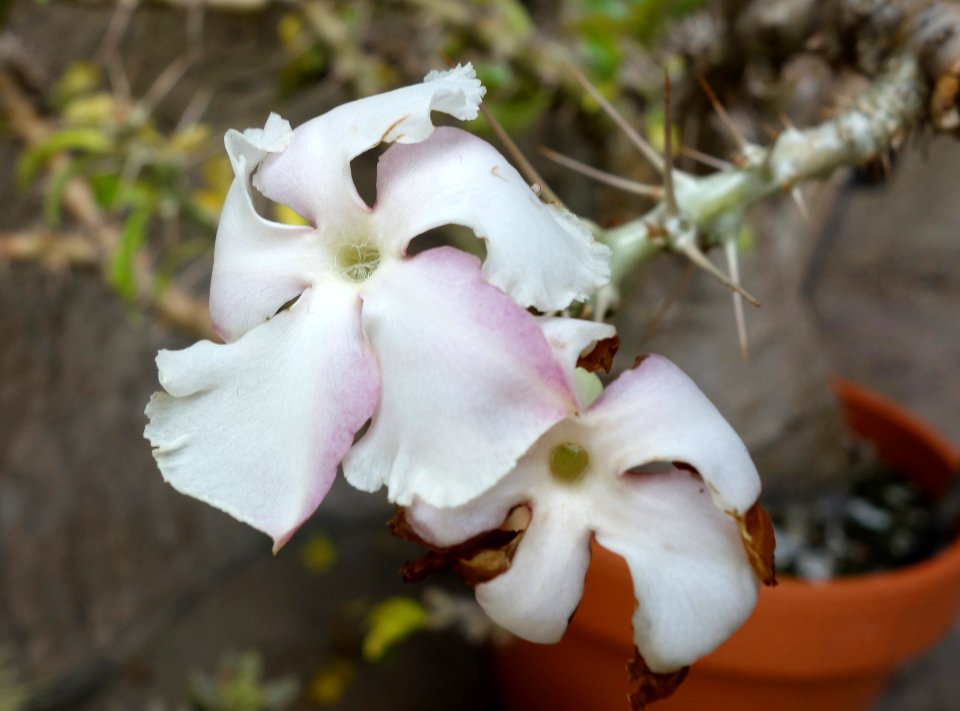 Pachypodium saundersii - Brooklyn Botanic Garden - Brooklyn, NY - DSC08130