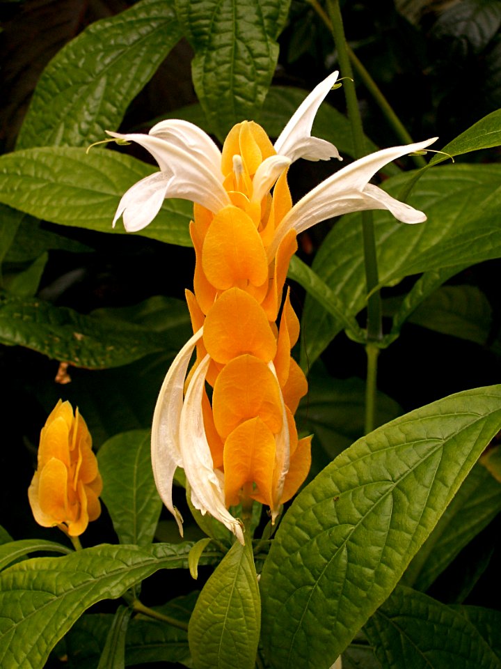 Pachystachys lutea, 2015-03-13, Phipps Conservatory